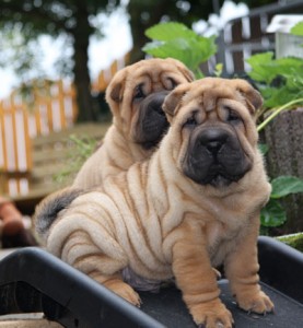Hugo (hinten)  und Harvey (vorn)